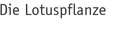 Die Lotuspflanze